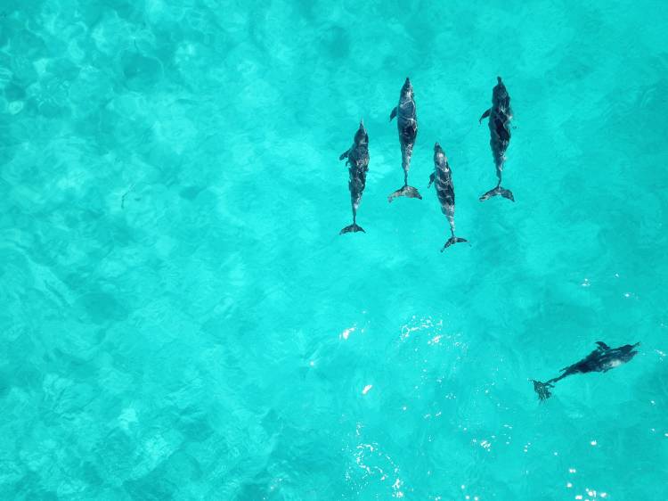 Delfines en libertad