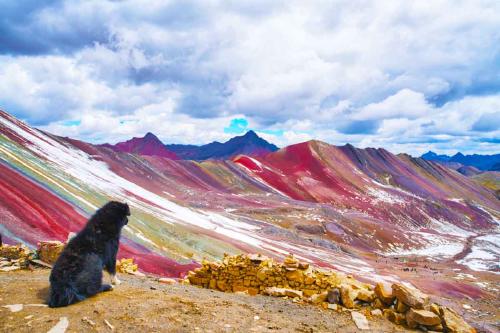 Este perro se ha convertido en el guardián de la Montaña de Siete Colores
