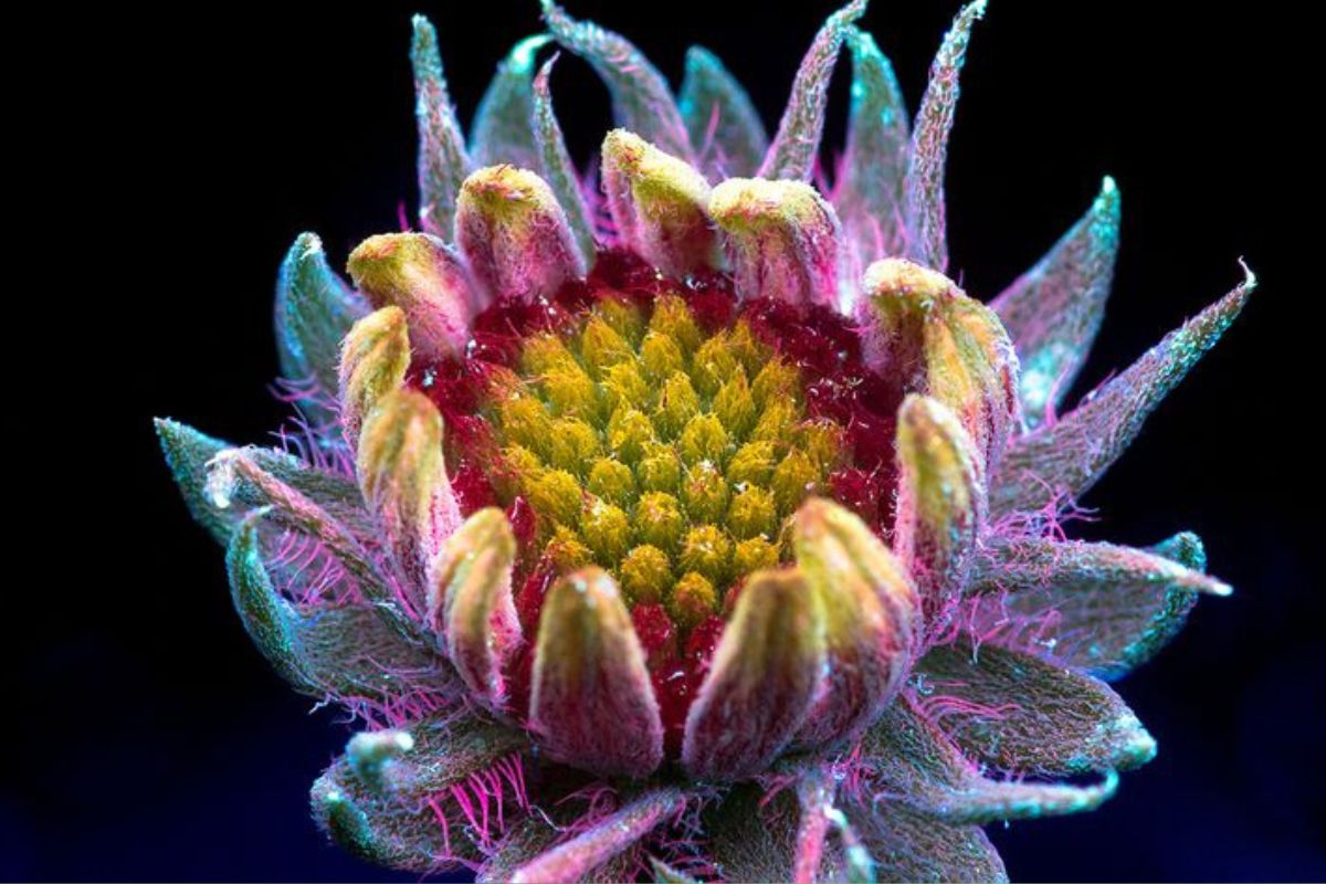 Flores ¿Cómo ven las flores las abejas? (Foto: Pinterest)