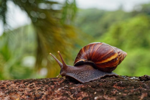 caracol gogante AdobeStock_312997950 caracol gogante AdobeStock_312997950