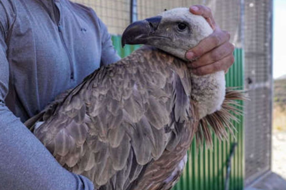 No hay compasión humana por los animales “feos”: buitres, ratas y otros olvidados. (msn.com)