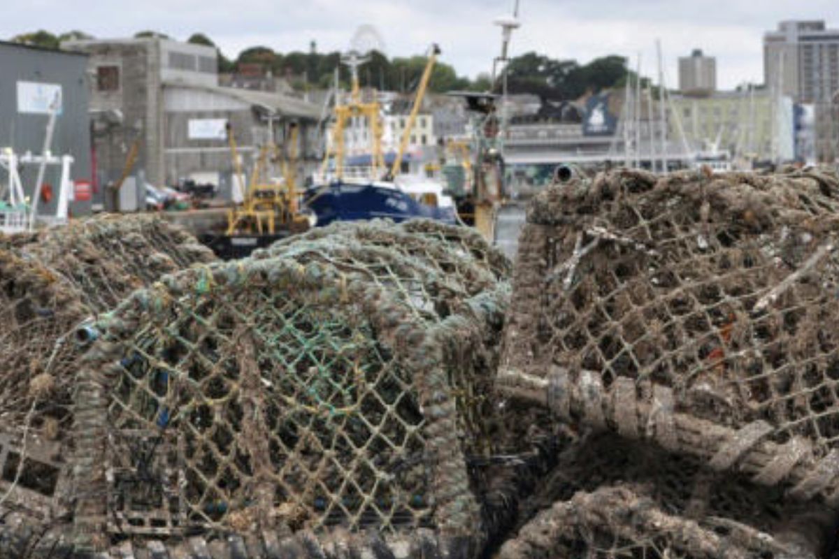 Según la Marine Management Organisation, una agencia gubernamental, los pescadores británicos recogieron más de 1.200 toneladas de pulpos durante los primeros seis meses de 2025. En el mismo período de 2023, fueron menos de 150, y no llegaron a 80 en los primeros seis meses de 2024© Joe JACKSON