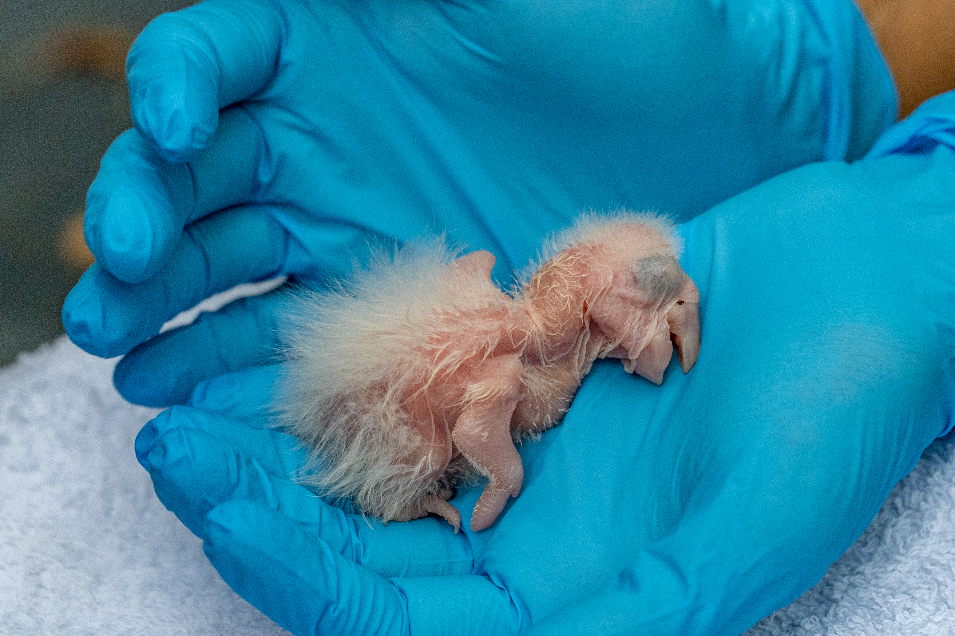 Pichones_Guacamayo_Rojo_-_MatiasRebak_-_00005 Pichones_Guacamayo_Rojo_-_MatiasRebak_-_00005.jpg