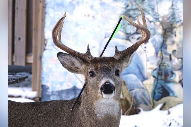 carrot deer carrot deer