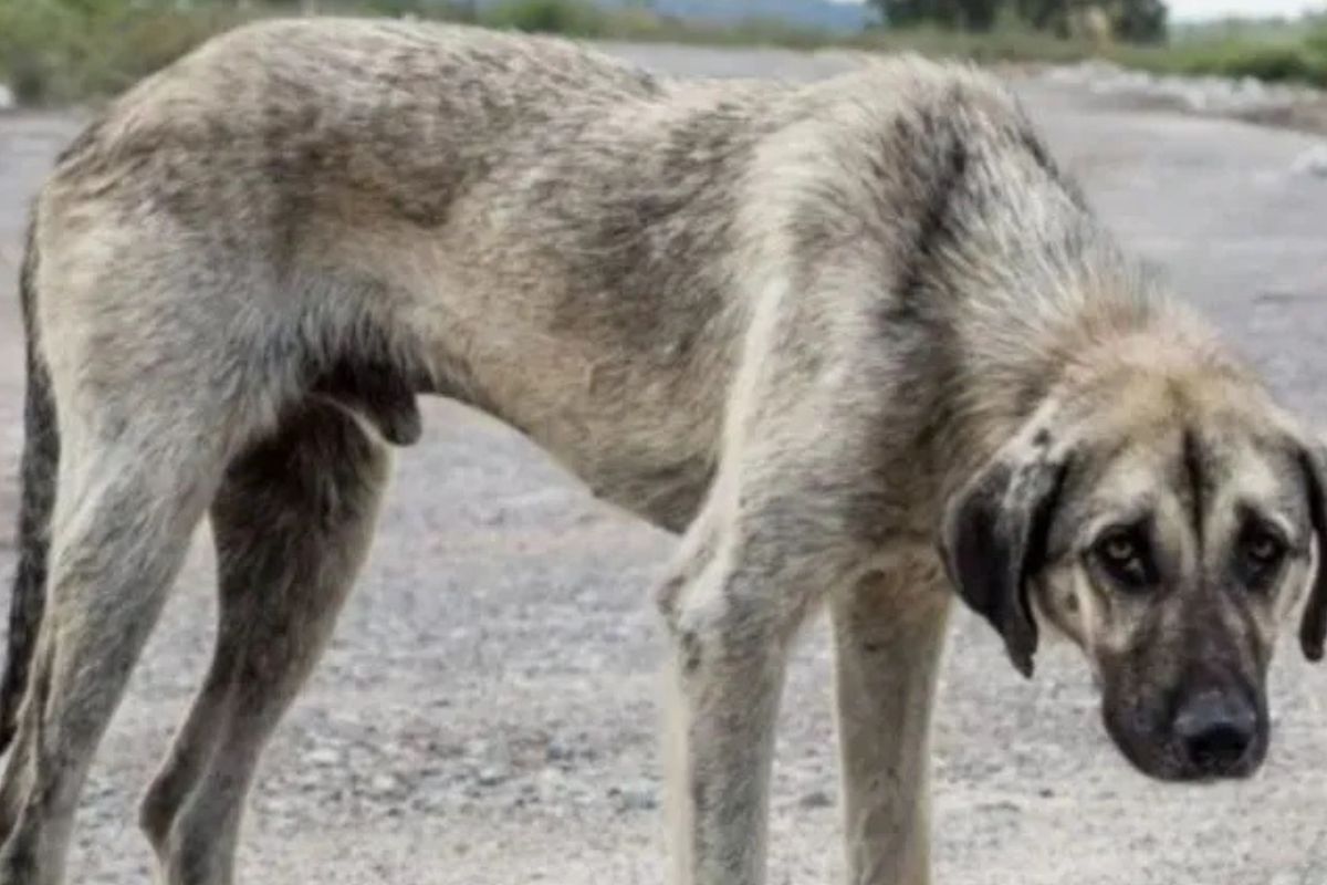 ⦁	Maltrato animal (foto ilustrativa. Fallo histórico reconoce a los animales como sujetos de derecho en el caso \"Cafrune\"