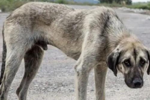 perro ⦁ Maltrato animal (foto ilustrativa. Fallo histórico reconoce a los animales como sujetos de derecho en el caso \"Cafrune\"