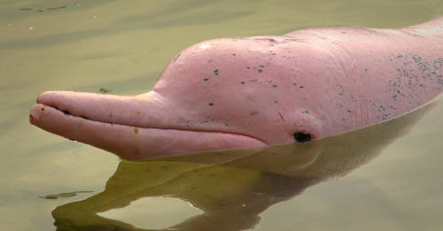 delfines rosados amazonas especie en peligro