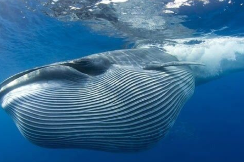 ballena sei Reaparece: la Ballena sei regresa al Golfo San Jorge tras 100 años sin ser vista en la región. (Foto: Pinterest)