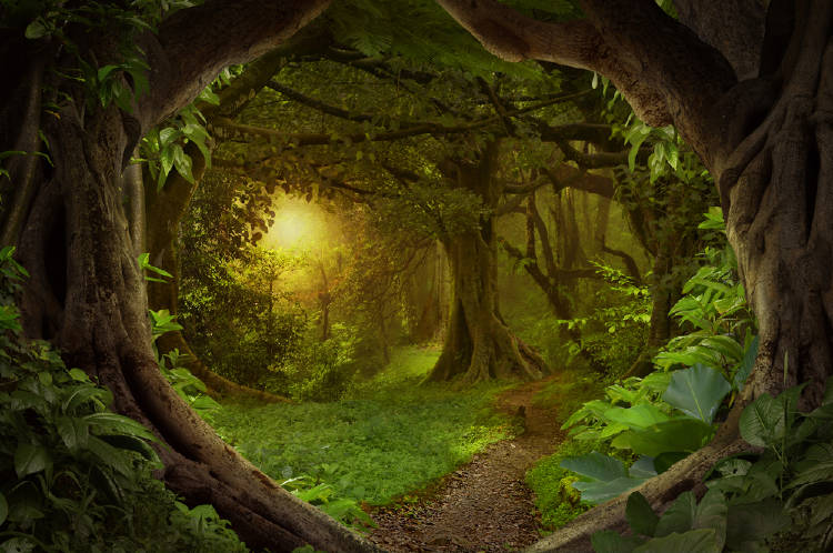 selva tropical selva tropical