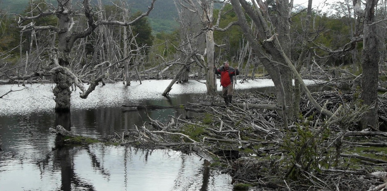 Bosque patagonico inundado por los castores
