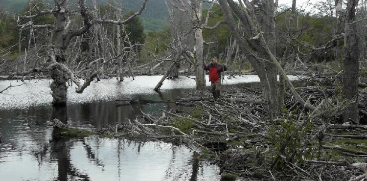 Bosque inundado Bosque patagonico inundado por los castores