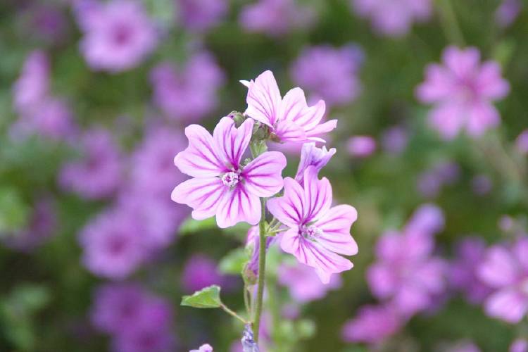 malva malva