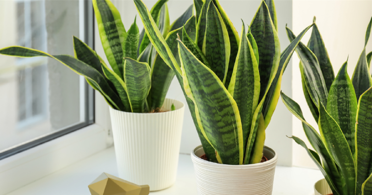 sansevieria