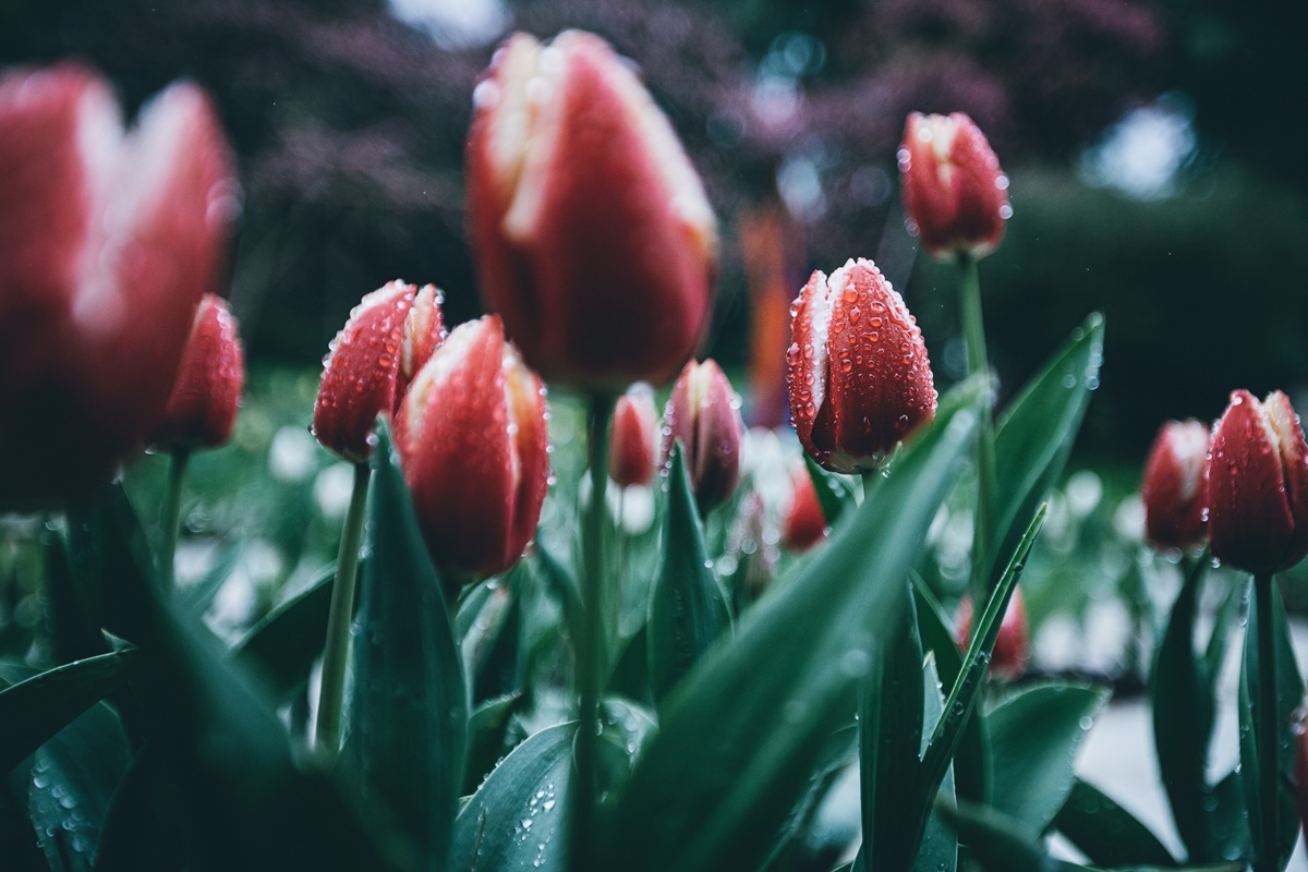 tulipanes primavera