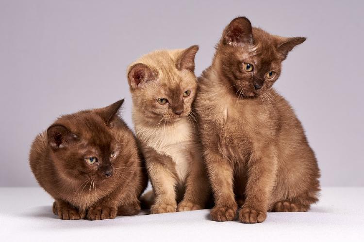 cute 3273789 1280 Mitos sobre gatos