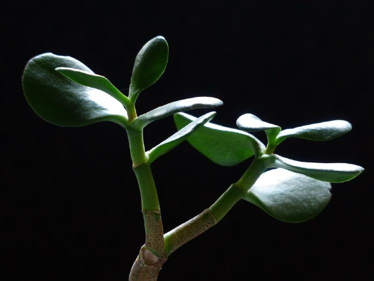 Árbol de jade plantas para la oficina