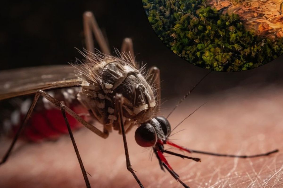 Cada árbol que cae debilita una frontera invisible que nos protegía de nuevas enfermedades. La próxima pandemia podría empezar en un bosque talado. (Imagen: IA)