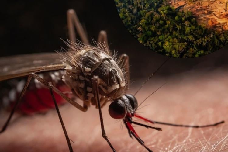 pandemia Cada árbol que cae debilita una frontera invisible que nos protegía de nuevas enfermedades. La próxima pandemia podría empezar en un bosque talado. (Imagen: IA)