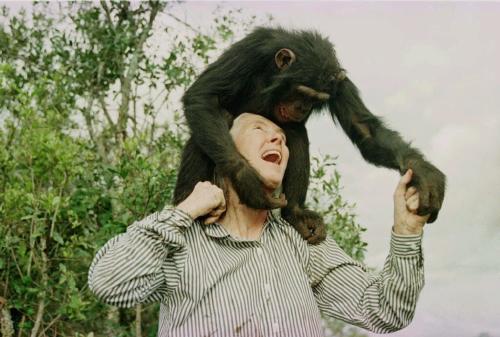 jane goodall chimpances 2_c6d28add 1024x691