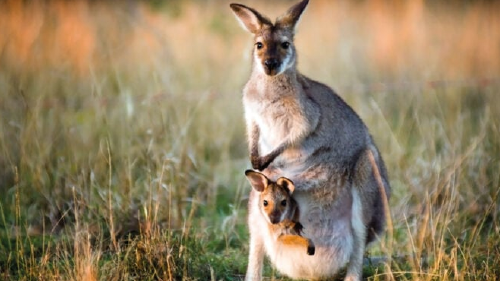 site 4 750x375 site 4 750x375