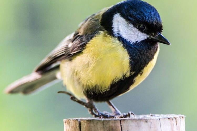 carbonero Se los ha visto romper cráneos de ejemplares atrapados en trampas. (Imagen: Pinterest)