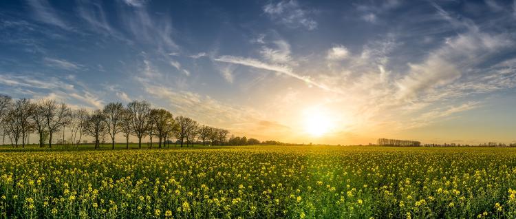 Casa de campo Se busca jardinero para la casa de campo de los duques de Cambridge