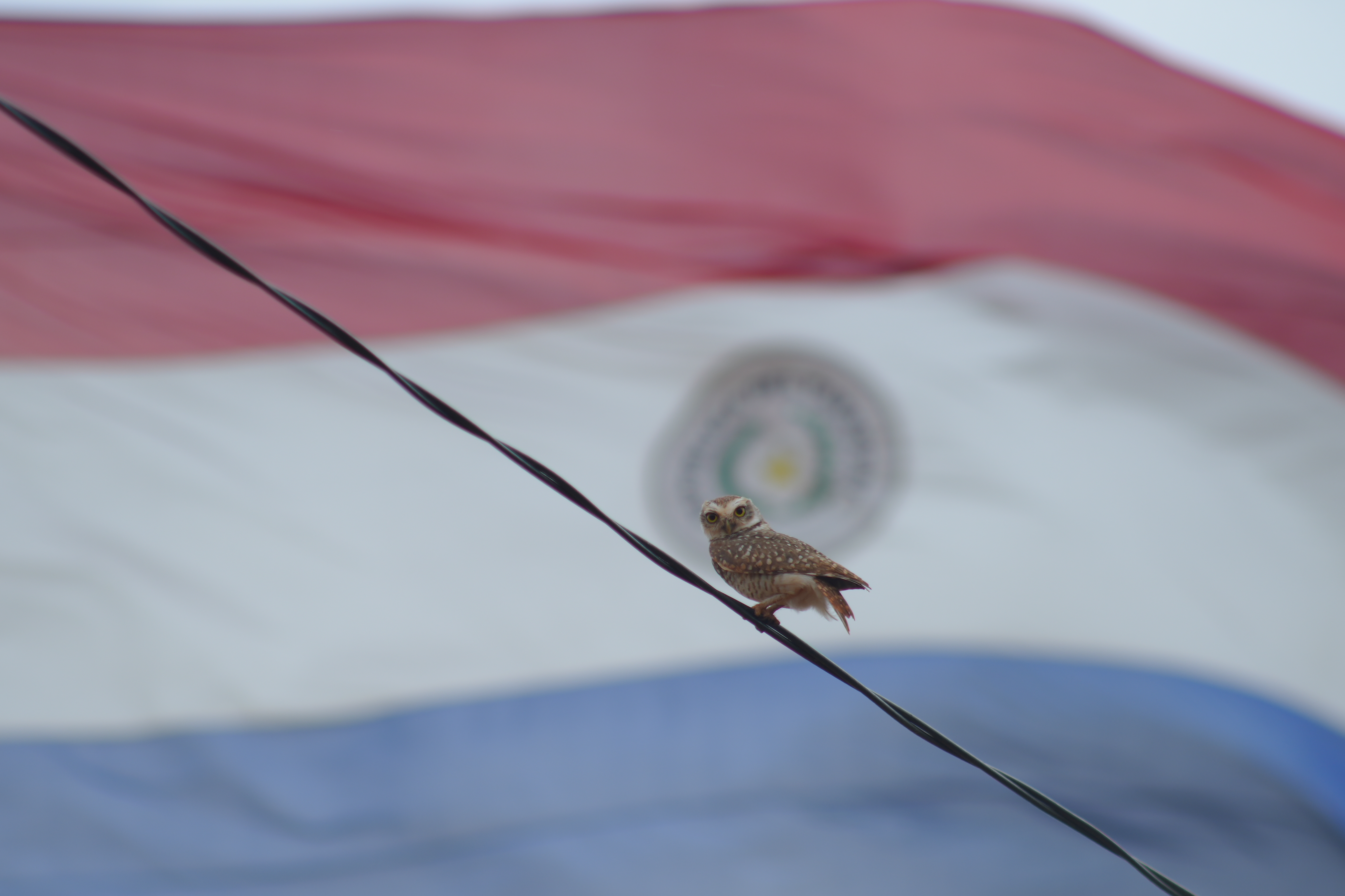 Fauna en parques nacionales del Paraguay