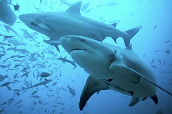 tiburones Reino Unido prohíbe la comercialización de aletas de tiburón