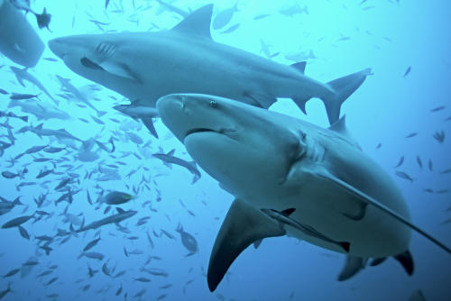 Reino Unido prohíbe la comercialización de aletas de tiburón