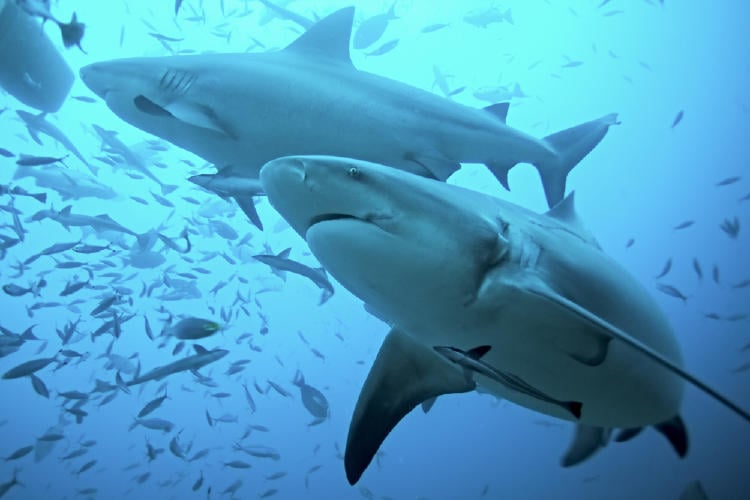 Reino Unido prohíbe la comercialización de aletas de tiburón