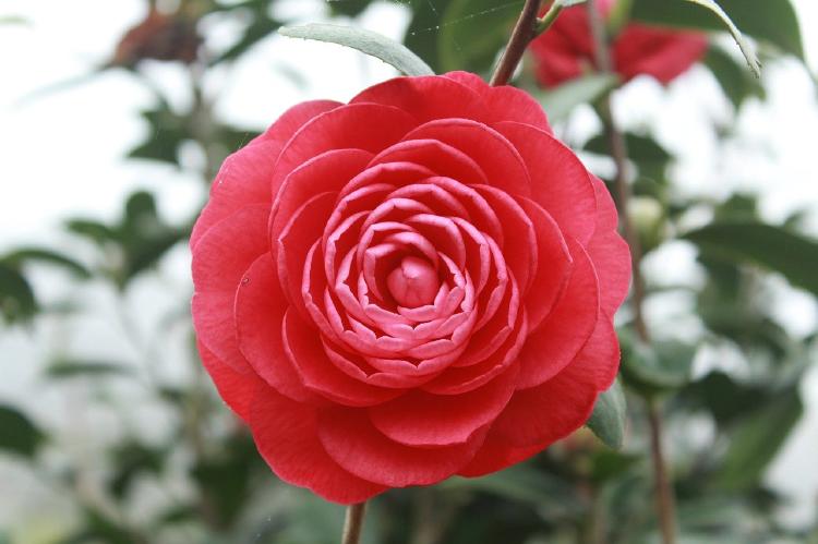 Camellia flowers bring elegance into your home with their beauty.