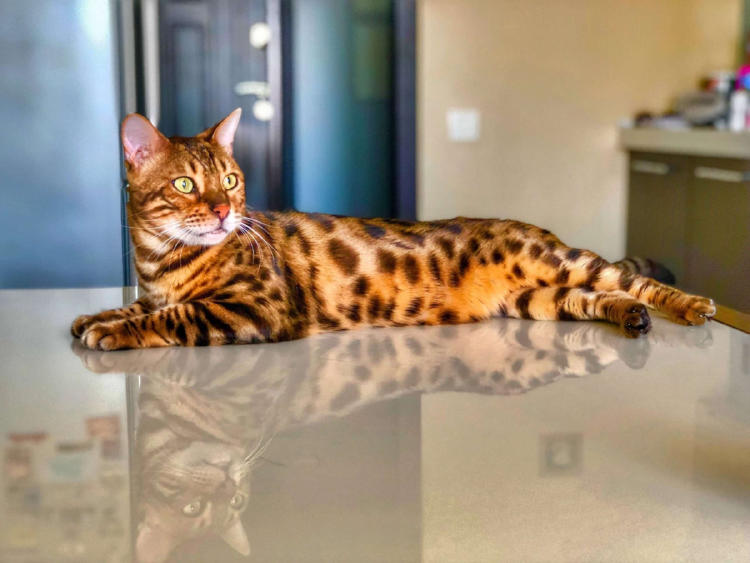 gato bengalí gato bengalí
