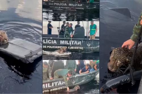 rescate El jaguar sigue bajo atención veterinaria y muestra mejoría en su estado de salud. (IG: @laiff_ufam)