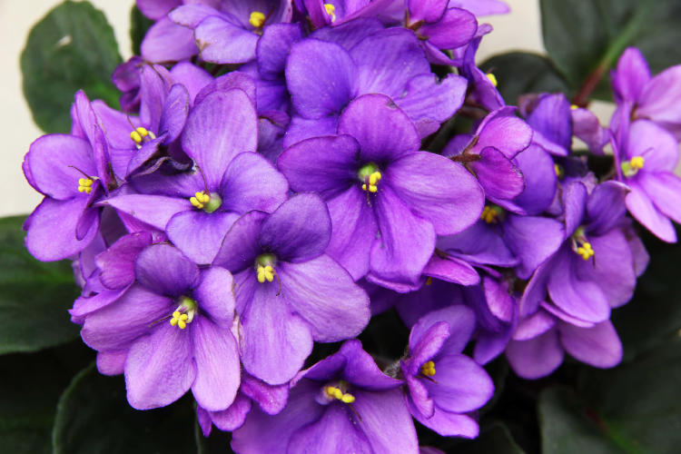 violeta africana flores