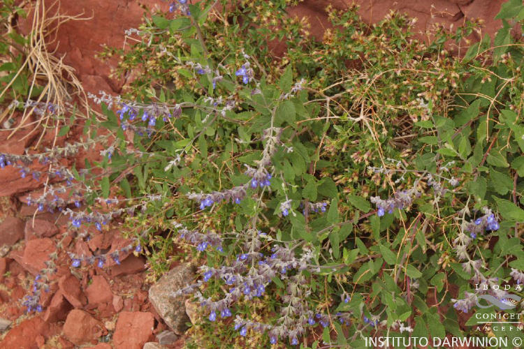 Salvia cuspidata subsp. gilliesii FOZ 12877 Foto CZ (7)