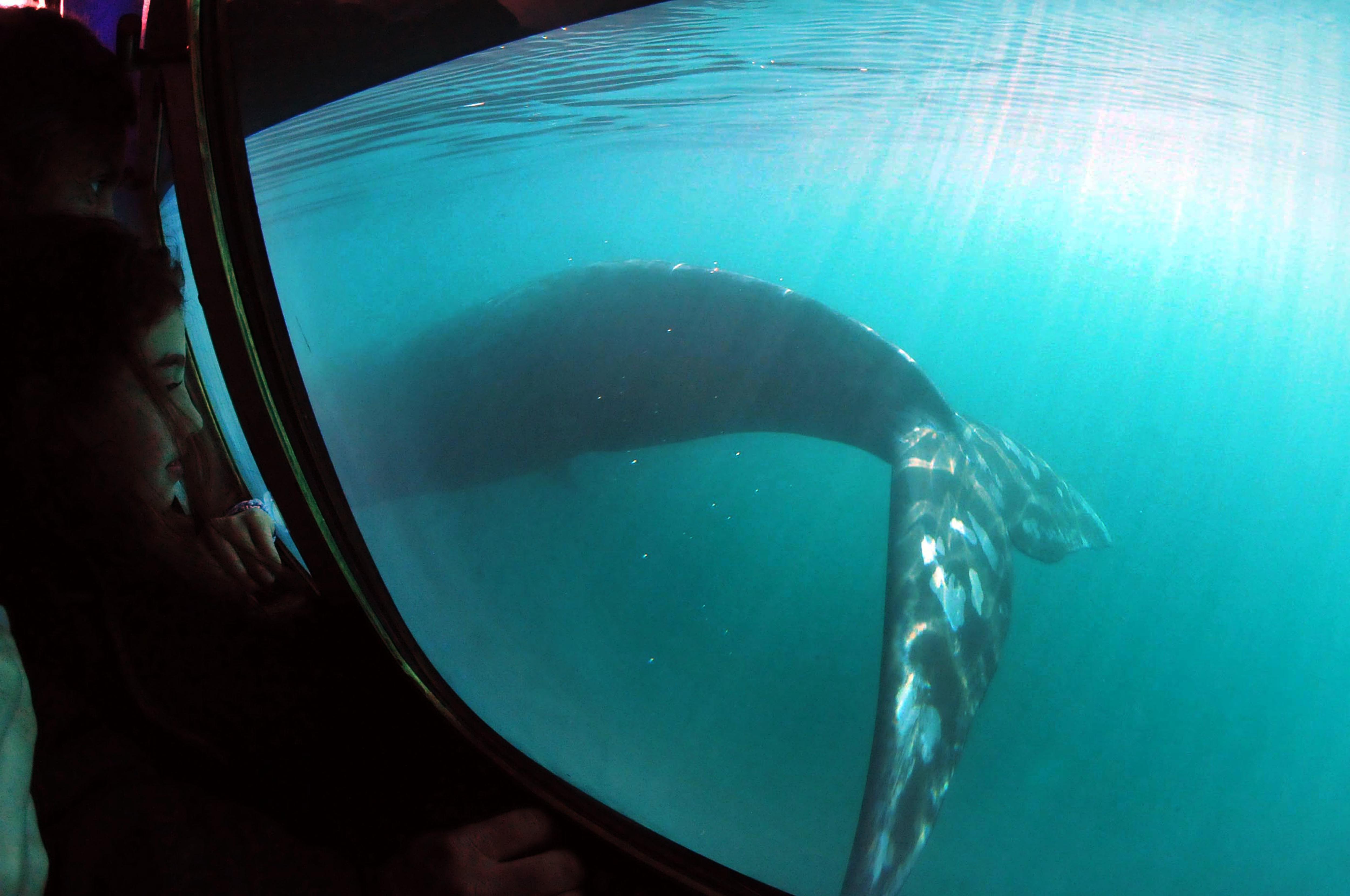 YS_Cabina Submarina_Daniel Feldman copia YS_Cabina Submarina_Daniel Feldman copia