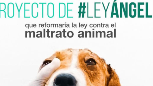 ley angel Ley Ángel: claves de la norma contra el maltrato animal en Colombia.