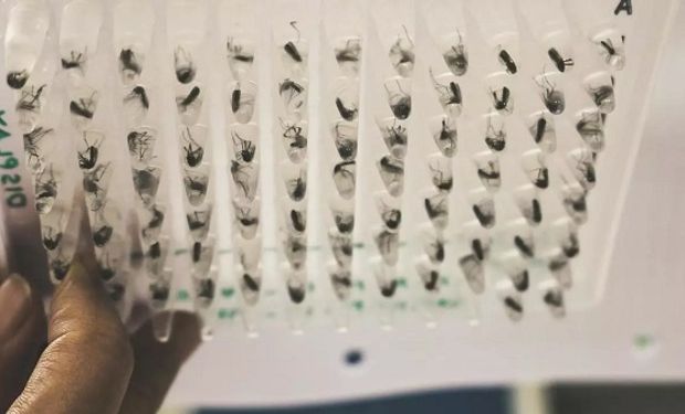 dengue experimento dengue experimento