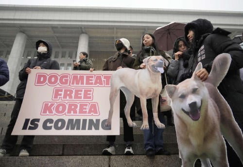corea carne de perro corea carne de perro