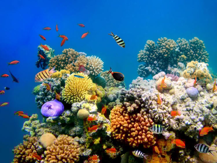 Peces de mar Los peces de mar son una de las especies clave para combatir el calentamiento global.