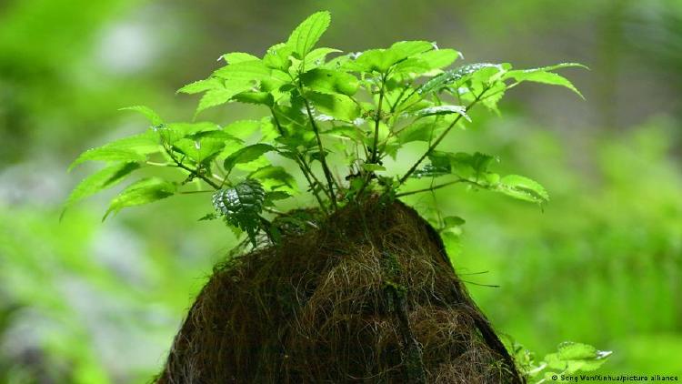 Vegetación en un Tiankeng en China.