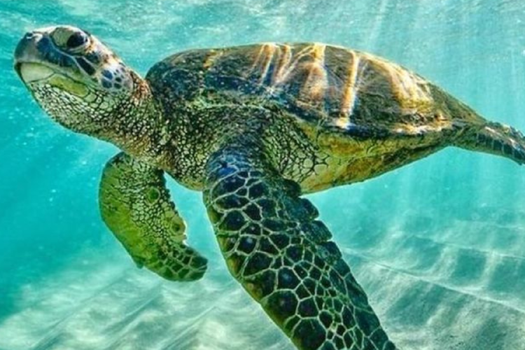 tortuga marina El análisis incluyó especies como la tortuga verde y la tortuga laúd, ambas cataogadas como en peligro por la Unión Internacional para la Conservación de la Naturaleza (UICN)