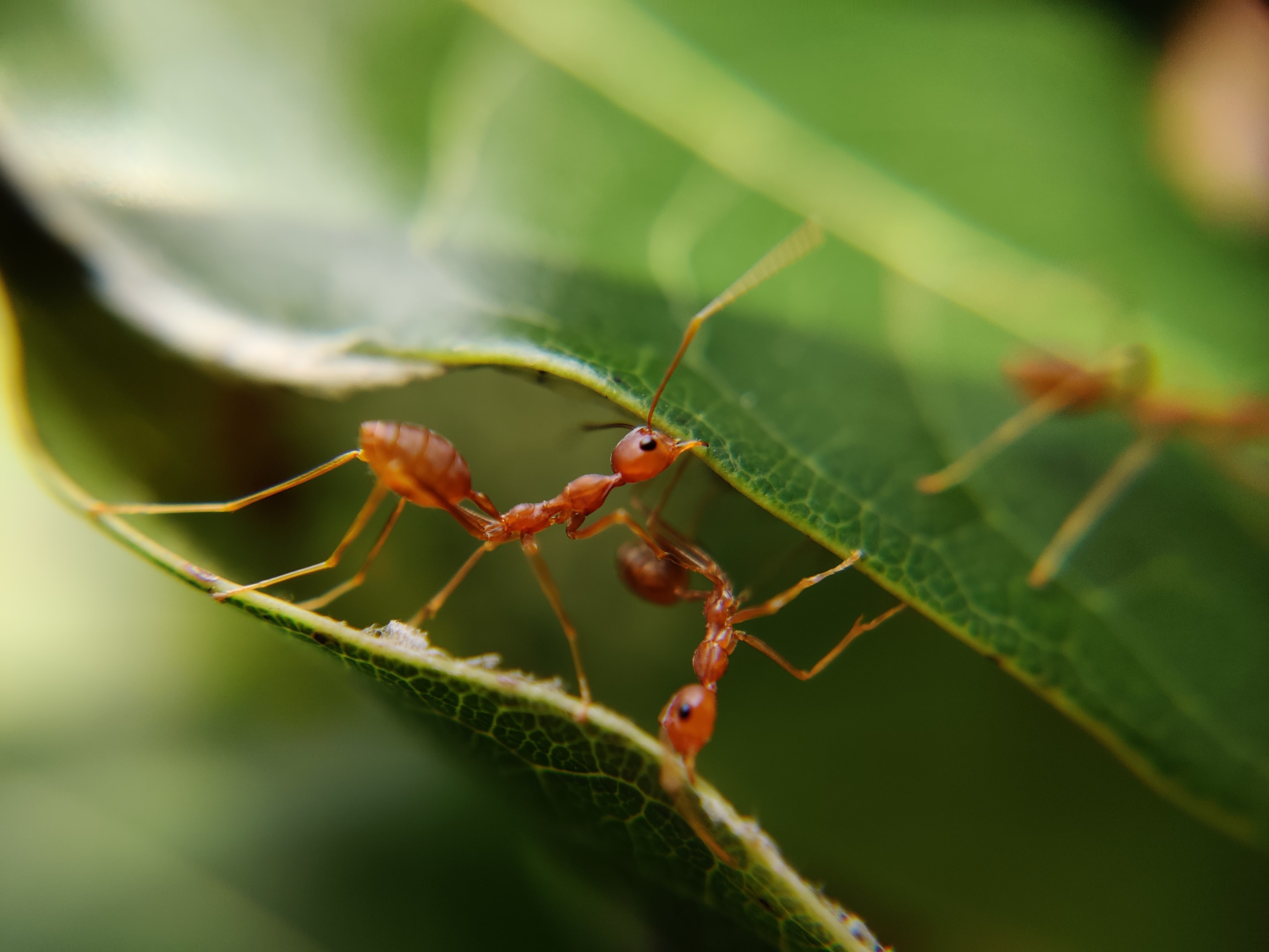 Eliminar hormigas plantas forma natural
