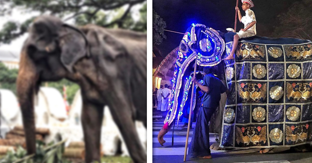 foto elefanta 70 años foto elefanta 70 años