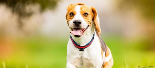 65895129_1004 65895129_1004