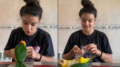 loro tiktok lavidadezeus loro tiktok lavidadezeus