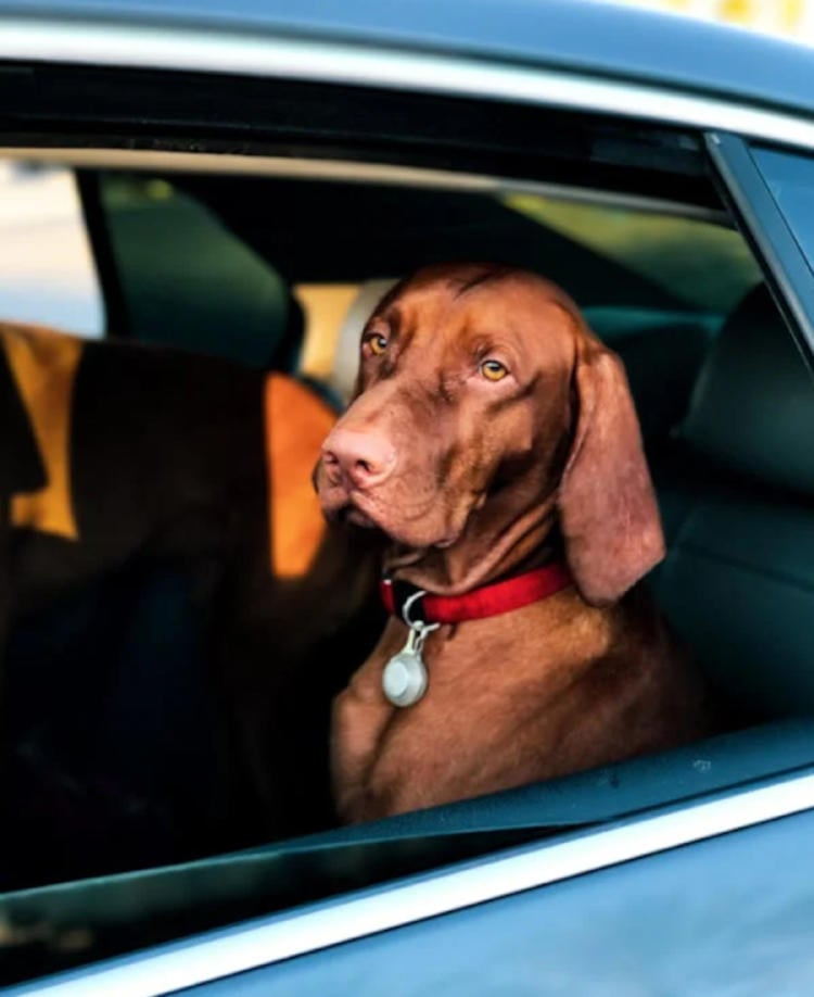 perro coche pexels 1 perro coche pexels 1