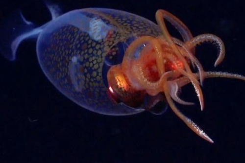 calamar Primer video del calamar colosal en libertad sorprende al mundo. (Fuente: Pinterest)