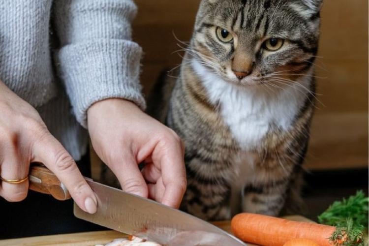 gato Algunos alimentos humanos pueden ser un mimo saludable para tu gato, pero otros pueden enfermarlo seriamente (PINTEREST)