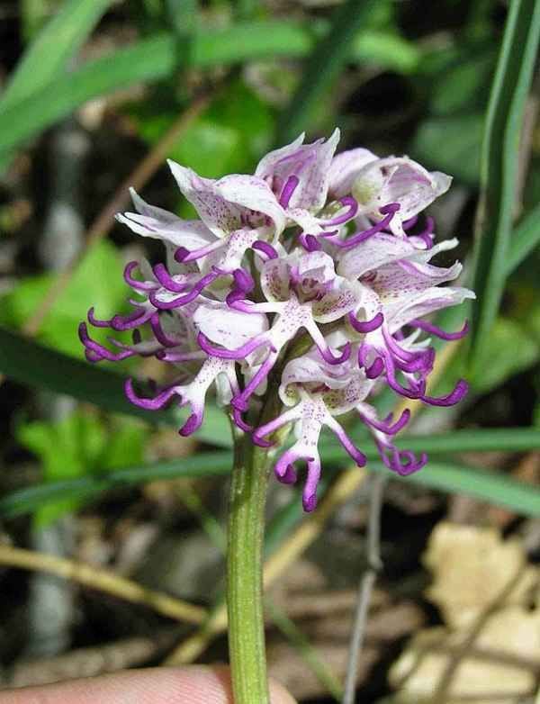 Orquídea-del-Hombre-Desnudo1